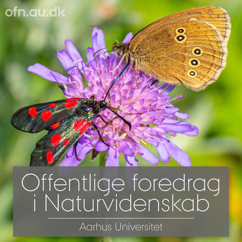 Saving our insects